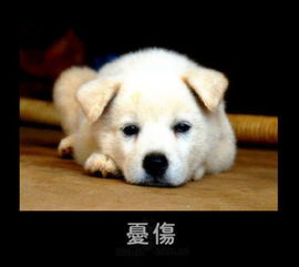 点解好容易会爱上一个人,但忘记一个人却甘难啊