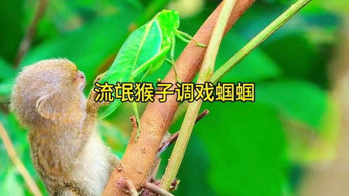 猴子调戏蝈蝈看动物世界品百味人生搞笑配音神奇动物在抖音
