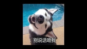 记录第一个片头