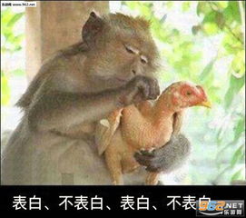 猴子拔鸡毛原谅她不原谅她搞笑表情图片大全猴子拔鸡毛他爱我他不爱我系列表情包下载乐游网游戏下载