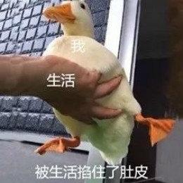 网红比心鸭子表情包哪里有最新最全比心鸭子表情包分享