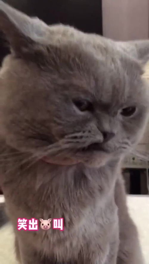 猫咪被铲屎官亲了一口,再看到它的表情,直接笑出了猪叫声