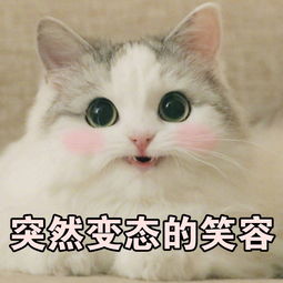每日吸猫净化灵魂