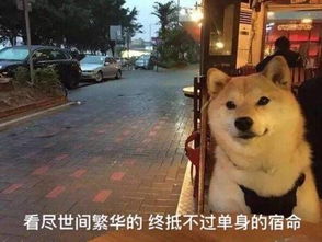 你猜为什么我会有那么多表情包因为我养了一只柴犬
