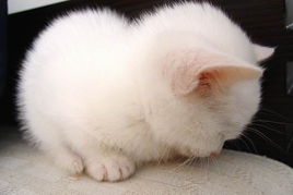 令校园女生疯狂的可爱猫咪表情
