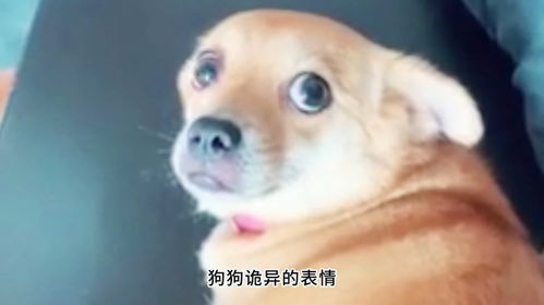 家里来了一只狗赶都赶不走,它表情丰富,却又含情脉脉