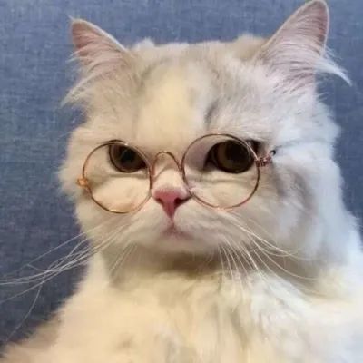 萌宠微信头像