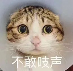 你绝对想不到,它居然也是宠物