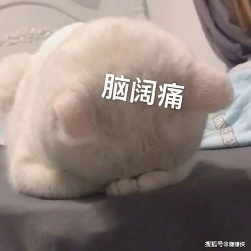 搞笑表情包图片每天起床第一句,先给自己打个气