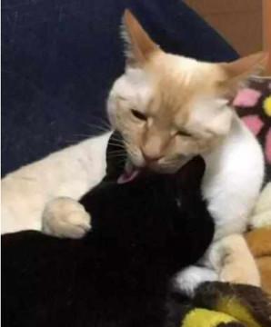 怕黑猫无聊带白猫作伴,谁知半年后,画风突变引人哈哈大笑