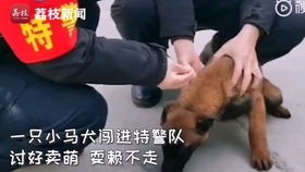 疫情期间承包整个客运站的狗狗乘客看它有多得瑟