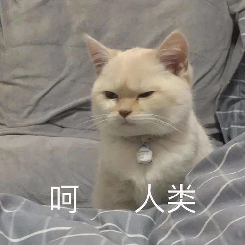 表情包可爱沙雕表情包