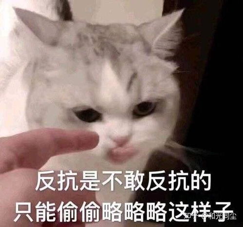 如何评价清平乐里的张贵妃