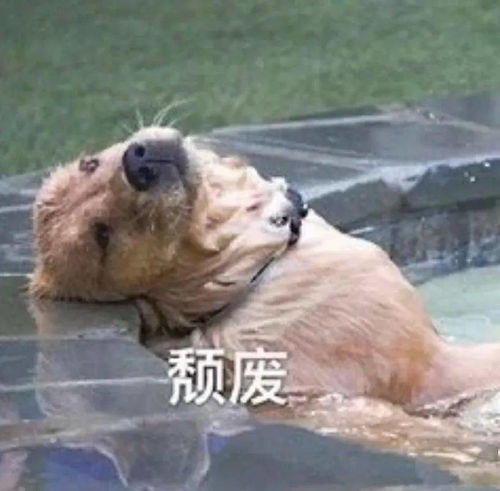 拥有这些逆天不修双最大长杖的异人威力大,宝宝啃我一口血量就直下