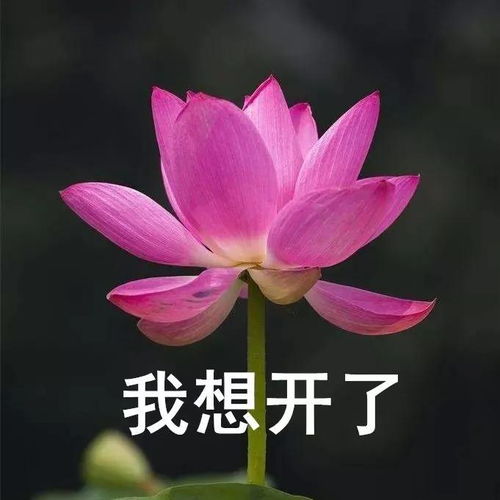 微信零钱表情包表情包