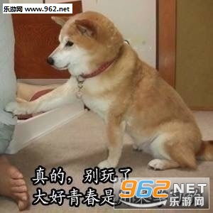 我还能再学一会柴犬表情包带字美好的一天从学习开始柴犬表情包下载乐游网游戏下载