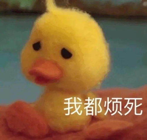 大半夜笑出猪声表情包表情