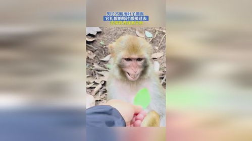 男子不断摘叶子喂猴,它礼貌的每片都接过去,表情管理逐渐失败