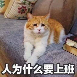 爆笑段子我妈说,生我的时候凤凰叫了七声,所以我叫凤七