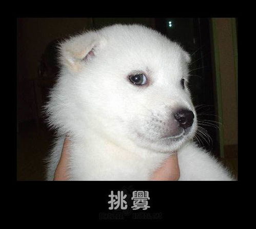 html手机端左右自动滚动效果,html5手机触屏左右滑动切换特效