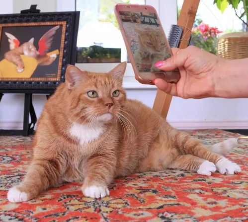 当世界名画里出现一只大胖橘猫,画面竟然古怪又和谐