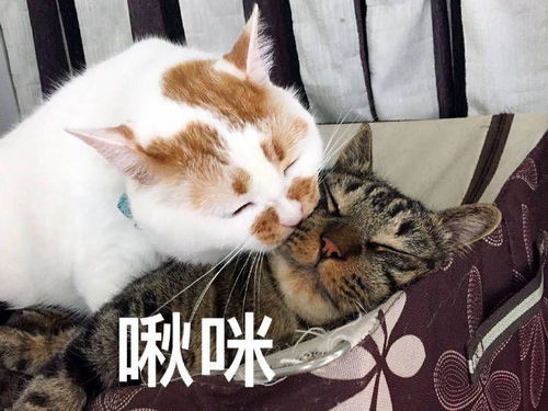 女朋友