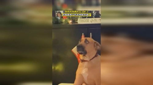 别再问我跳的怎么样了,你看看狗子的表情就知道了