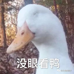 今天也要努力的吸鸭鸭,哈哈哈