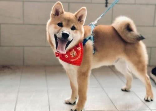 嗨起来视频表情包柴犬