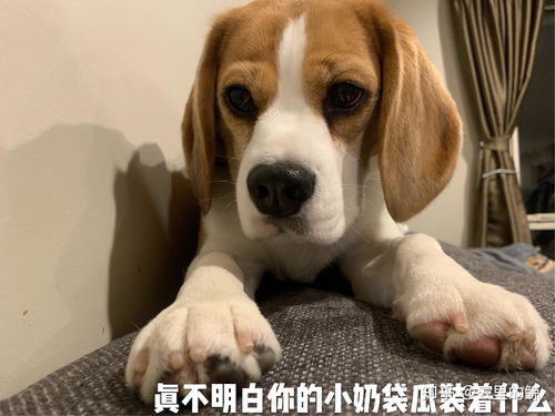超级无敌可爱狗子表情包