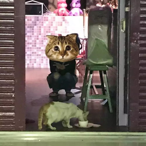 这只橘猫很会用心机盯准一家吐司店