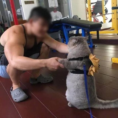 一只来自泰国的又胖又圆的人气猫,很喜欢抱抱