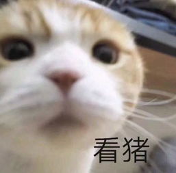 一个眼睛好看的女人