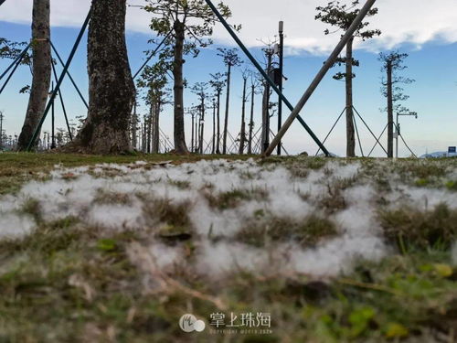 珠海下雪了接下来要注意