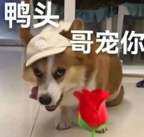 可爱修狗表情包
