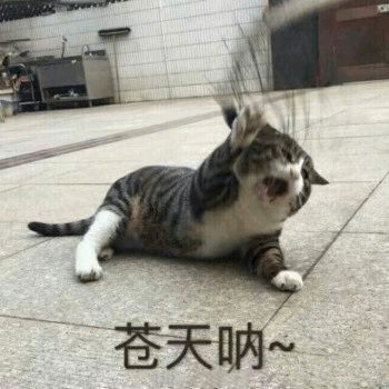 小哥在街头偶遇四大恶霸喵,网友这表情,不就是喵界高启强吗