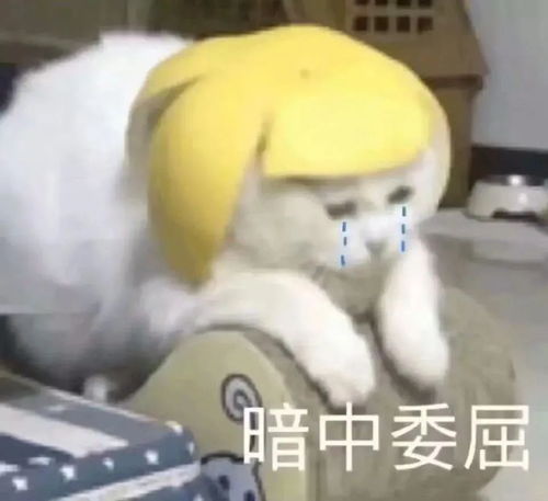 趴着的表情包图片喝酒