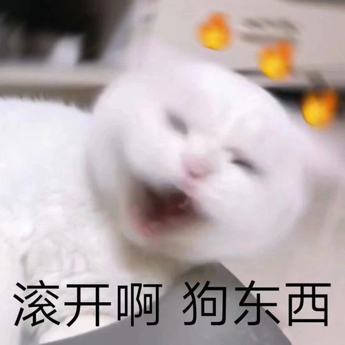 萌宠表情包安安静静当个废物挺好的