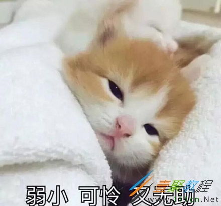 弱小可怜又无助是什么梗弱小可怜又无助出处是哪儿