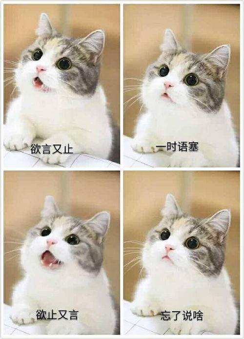 我又来说电影了,这次不是安利看了阿丽塔,我的心...
