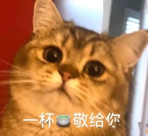 抖音热门表情包丨你别过来我怕狗