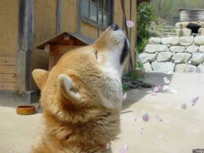 16岁表情包柴犬北登去世日本网民集体哀悼