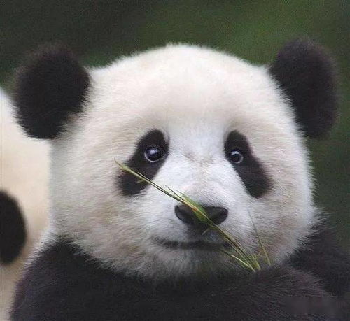 史上最惨国宝,没熊猫的待遇就算了,还成为人们的盘中餐