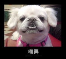 猫狗表情合集32p