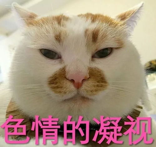 小鸟说草草草表情包傻乐