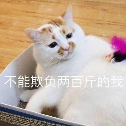 斗图表情包合集不能欺负两百斤的我