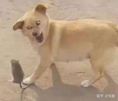 狗子跳起来的表情包柴犬