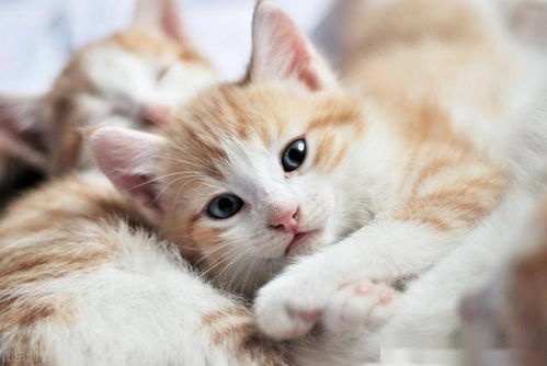 猫咪的9种常见性格总结,你家猫咪属于哪种呢