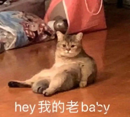 抖音热门表情包丨你别过来我怕狗