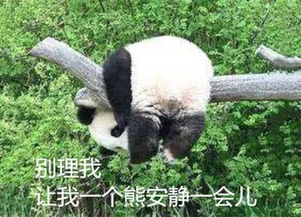 最近戏精熊猫表情包火了别理我,让我一个熊安静一会儿